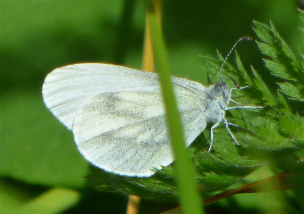 Pieris?  No, Leptidea sinapis